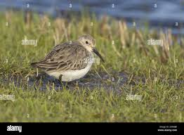 Attēlu rezultāti vaicājumam “Calidris alpina adult”