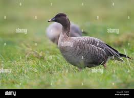 Attēlu rezultāti vaicājumam “Anser brachyrhynchus adult”