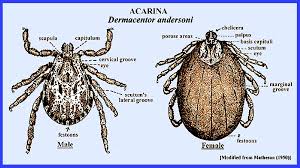 Attēlu rezultāti vaicājumam “Arachnida”