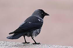 Attēlu rezultāti vaicājumam “Corvus monedula adult”