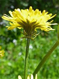 Attēlu rezultāti vaicājumam “Crepis biennis”