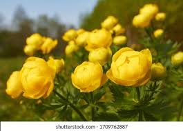 Attēlu rezultāti vaicājumam “Trollius europaeus leaf”