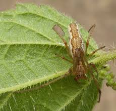 Attēlu rezultāti vaicājumam “Tetragnatha montana”