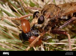 Attēlu rezultāti vaicājumam “Asilus crabroniformis”