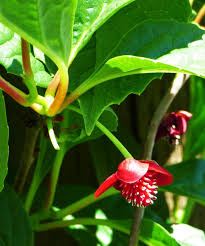 Attēlu rezultāti vaicājumam “Schisandra chinensis flower”