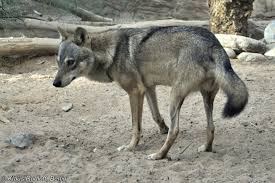 Image result for canis lupus arabs