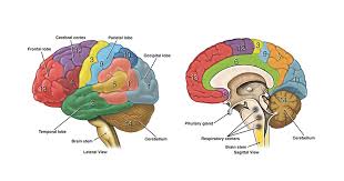 Image result for map of the brain