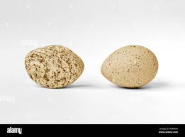 Attēlu rezultāti vaicājumam “Fulica atra eggs”