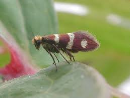 Attēlu rezultāti vaicājumam “Micropterix aureatella”