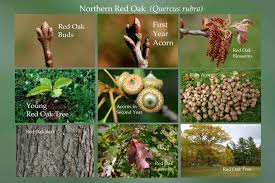 Attēlu rezultāti vaicājumam “Quercus rubra bud”