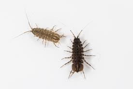 Attēlu rezultāti vaicājumam “Asellus aquaticus”