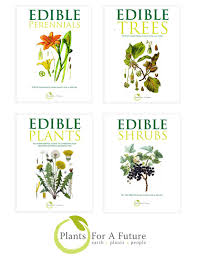 Attēlu rezultāti vaicājumam “Populus x jackii flower”