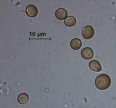 Attēlu rezultāti vaicājumam “Phleogena faginea”