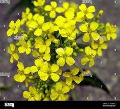 Attēlu rezultāti vaicājumam “Bunias orientalis flower”
