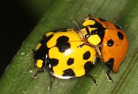 Attēlu rezultāti vaicājumam “Coccinellidae”