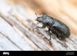 Attēlu rezultāti vaicājumam “Sinodendron cylindricum female”