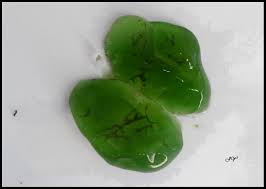 Attēlu rezultāti vaicājumam “Nostoc pruniforme”