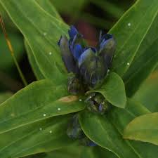 Attēlu rezultāti vaicājumam “Gentiana cruciata flower”