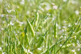 Image result for Raphanus sativus ssp. Oleiformes