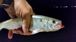 Image result for Alosa mediocris