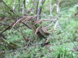 Attēlu rezultāti vaicājumam “Calamagrostis purpurea”