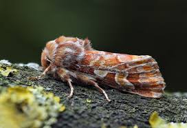 Attēlu rezultāti vaicājumam “Panolis flammea”