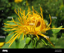 Attēlu rezultāti vaicājumam “Inula britannica bud”