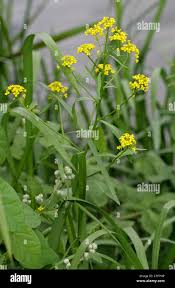 Attēlu rezultāti vaicājumam “Erysimum cheiranthoides leaf”