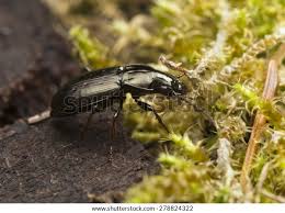 Attēlu rezultāti vaicājumam “Pterostichus oblongopunctatus”