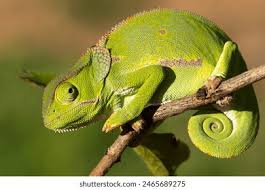 Attēlu rezultāti vaicājumam “Sauria”