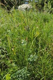 Attēlu rezultāti vaicājumam “Selinum carvifolia”