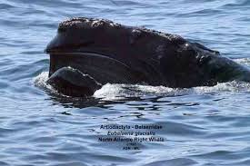Image result for Eubalaena glacialis