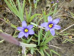 Attēlu rezultāti vaicājumam “Sisyrinchium montanum fruit”