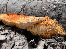 Attēlu rezultāti vaicājumam “Pycnoporellus alboluteus”