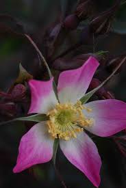 Attēlu rezultāti vaicājumam “Rosa glauca flower”