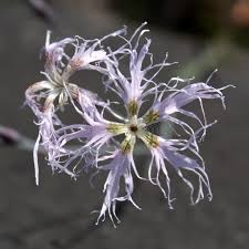 Attēlu rezultāti vaicājumam “Dianthus arenarius leaf”