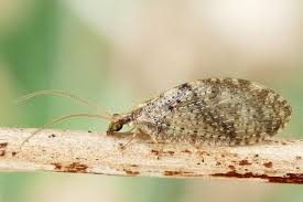 Attēlu rezultāti vaicājumam “Hemerobius perelegans”