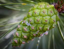 Attēlu rezultāti vaicājumam “Pinus sylvestris var. turfosa”