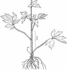 Attēlu rezultāti vaicājumam “Ranunculus brunnescens”