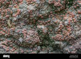 Attēlu rezultāti vaicājumam “Icmadophila ericetorum”