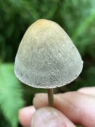 Attēlu rezultāti vaicājumam “Panaeolus papilionaceus”