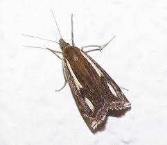 Attēlu rezultāti vaicājumam “Crambus heringiellus”