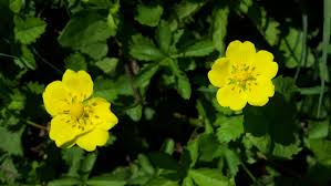 Attēlu rezultāti vaicājumam “Potentilla reptans bud”