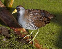 Image result for Porzana carolina