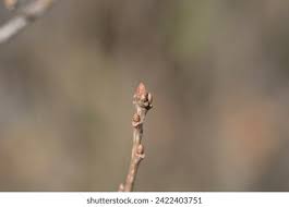 Attēlu rezultāti vaicājumam “Quercus robur bud”