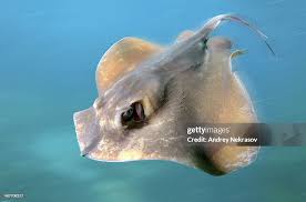 Image result for Dasyatis pastinaca