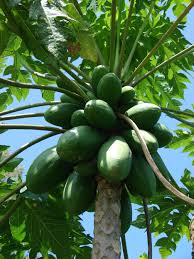 Image result for Carica papaya