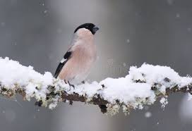 Attēlu rezultāti vaicājumam “Pyrrhula pyrrhula female”