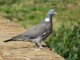 Image result for Columba palumbus