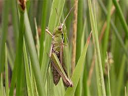 Attēlu rezultāti vaicājumam “Omocestus viridulus”